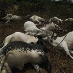 Lightning strikes 36 cows to death in Ondo