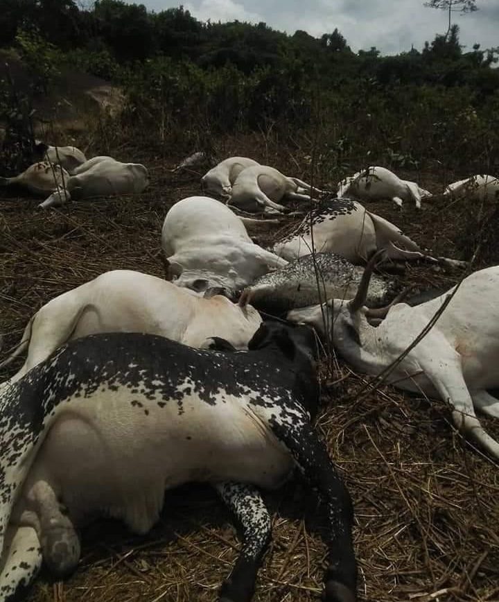 Lightning strikes 36 cows to death in Ondo